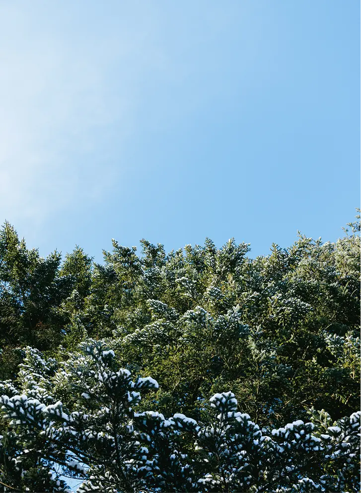 軽井沢の自然のイメージ